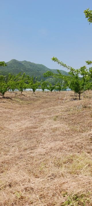 김 연님의 기타작물 · 영농일지 작성글 사진