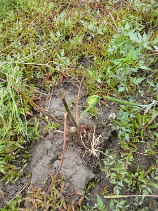 무료지식나눔 팜닥터님의 기타작물 · 영농일지 작성글 사진