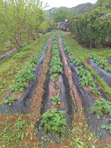 팜모닝 감자·영농일지 게시글 이미지