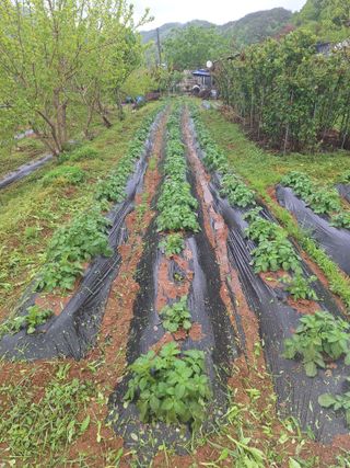 정희군님의 감자 · 영농일지 작성글 사진