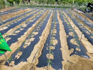 아리랑님의 고추 · 영농일지 작성글 사진