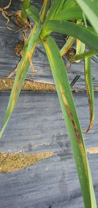 박상중님의 마늘 · 영농일지 작성글 사진