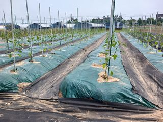 마늘11930님의 고추 · 영농일지 작성글 사진