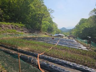 대파14665님의 기타작물 · 영농일지 작성글 사진