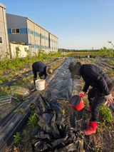 팜모닝 두릅·영농일지 게시글 이미지