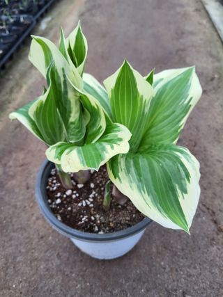 팜모닝회원 김순달 님의 기타작물 · 영농일지 작성글 사진