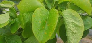 박상중님의 마늘 · 영농일지 작성글 사진