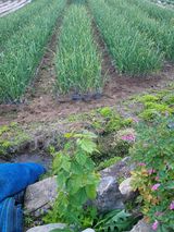 팜모닝 기타작물·영농일지 게시글 이미지