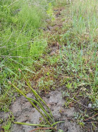 무료지식나눔 팜닥터님의 기타작물 · 영농일지 작성글 사진