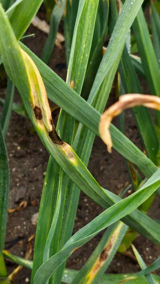 시아님의 고추 · 영농일지 작성글 사진