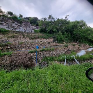 돌담향기님의 기타작물 · 영농일지 작성글 사진