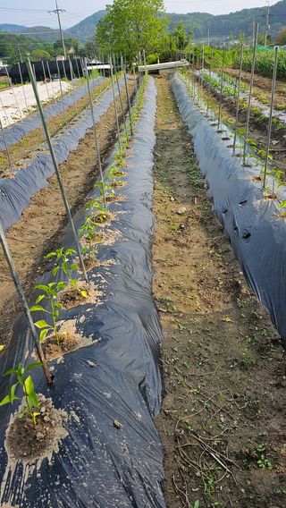 시아님의 고추 · 영농일지 작성글 사진