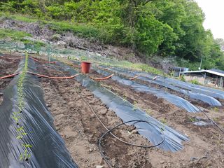 대파14665님의 기타작물 · 영농일지 작성글 사진