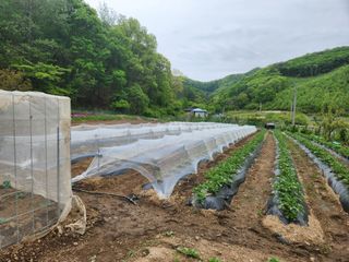 드래곤 님의 고추 · 영농일지 작성글 사진