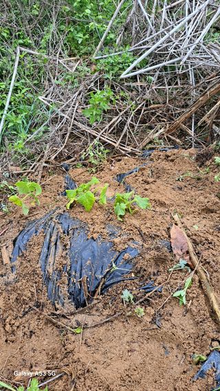 조연만님의 포도 · 영농일지 작성글 사진