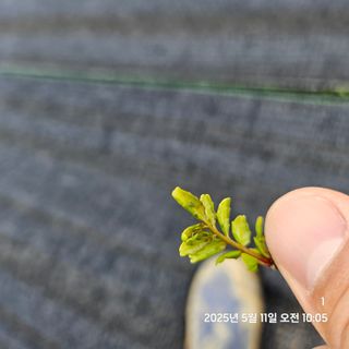 조현욱님의 기타작물 · 영농일지 작성글 사진