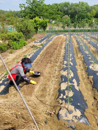 아리랑님의 고추 · 영농일지 작성글 사진