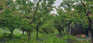 엄성열님의 기타작물 · 영농일지 작성글 사진