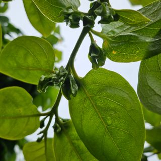 동네유지님의 기타작물 · 영농일지 작성글 사진