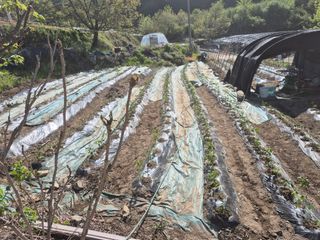 유윤주님의 기타작물 · 영농일지 작성글 사진