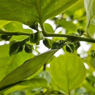 동네유지님의 기타작물 · 영농일지 작성글 사진