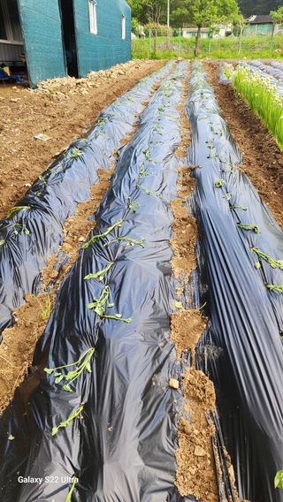 28 268 HQ님의 고구마 · 영농일지 작성글 사진