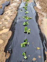 팜모닝 고구마·영농일지 게시글 이미지