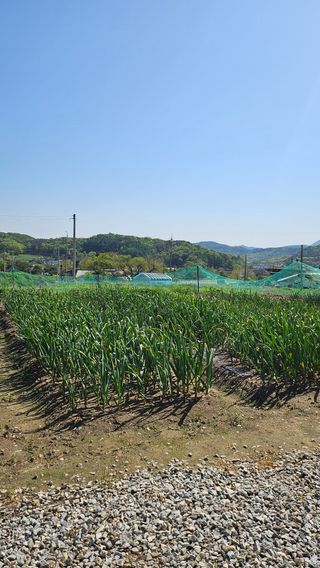 시아님의 고추 · 영농일지 작성글 사진