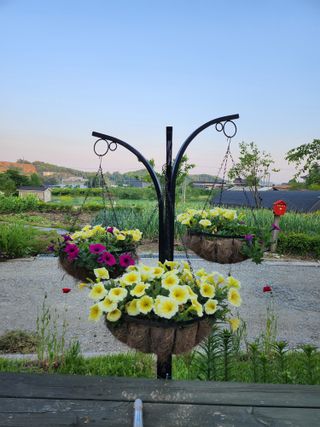 새싹농장님의 양파 · 영농일지 작성글 사진