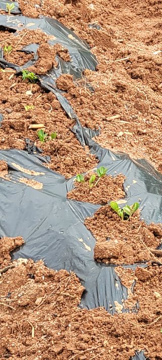 한성님의 감자 · 영농일지 작성글 사진