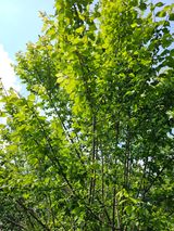 팜모닝 마늘·영농일지 게시글 이미지