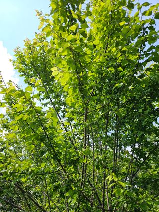 청산거사님의 마늘 · 영농일지 작성글 사진