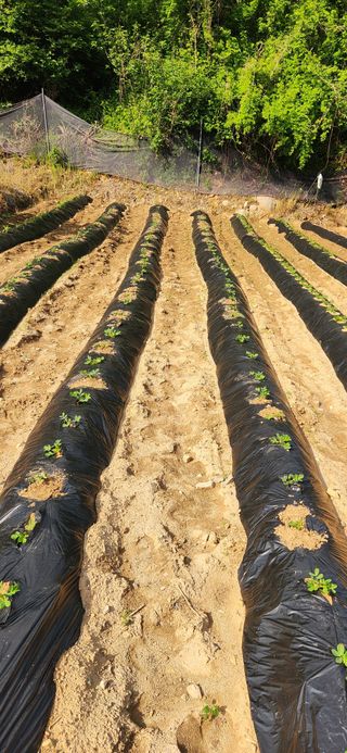 최군환님의 기타작물 · 영농일지 작성글 사진