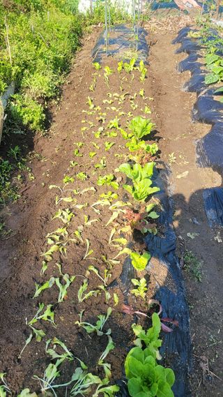 김영규님의 상추 · 영농일지 작성글 사진