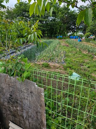 청산거사님의 마늘 · 영농일지 작성글 사진