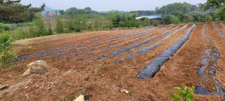 한성님의 감자 · 영농일지 작성글 사진