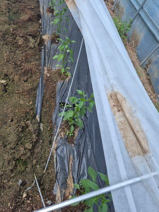 왕자농원님의 양배추 · 영농일지 작성글 사진