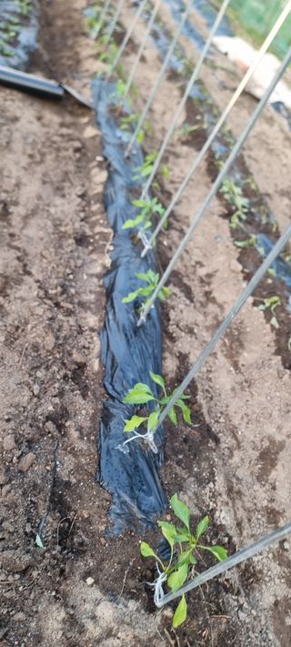 루씨아님의 기타작물 · 영농일지 작성글 사진