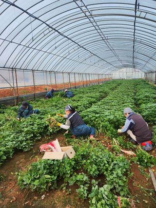 강선미님의 기타작물 · 영농일지 작성글 사진