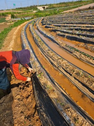 강선미님의 기타작물 · 영농일지 작성글 사진