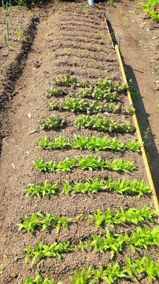 김영규님의 상추 · 영농일지 작성글 사진