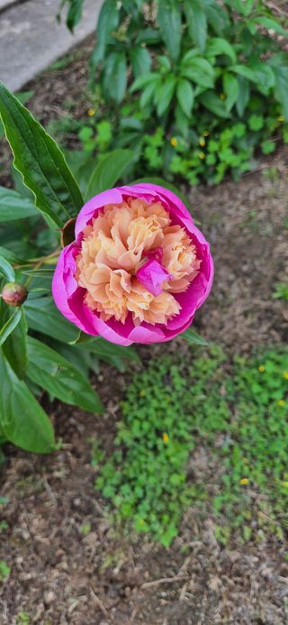 박산하님의 사과 · 영농일지 작성글 사진