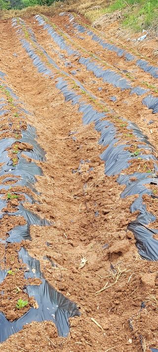 한성님의 감자 · 영농일지 작성글 사진