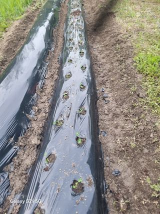 꿈사랑님의 고구마 · 영농일지 작성글 사진