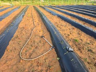 심기정님의 고구마 · 영농일지 작성글 사진