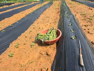 심기정님의 고구마 · 영농일지 작성글 사진