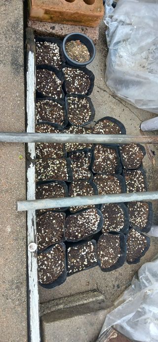 우철님의 기타작물 · 영농일지 작성글 사진