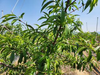 꿀복이농장님의 복숭아 · 영농일지 작성글 사진