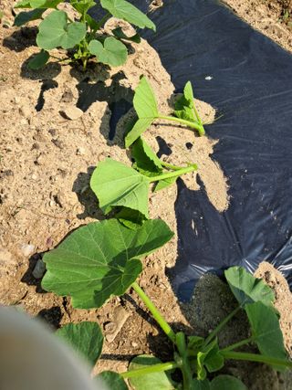 류남열님의 호박 · 영농일지 작성글 사진