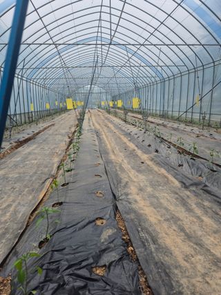 왕자농원님의 양배추 · 영농일지 작성글 사진